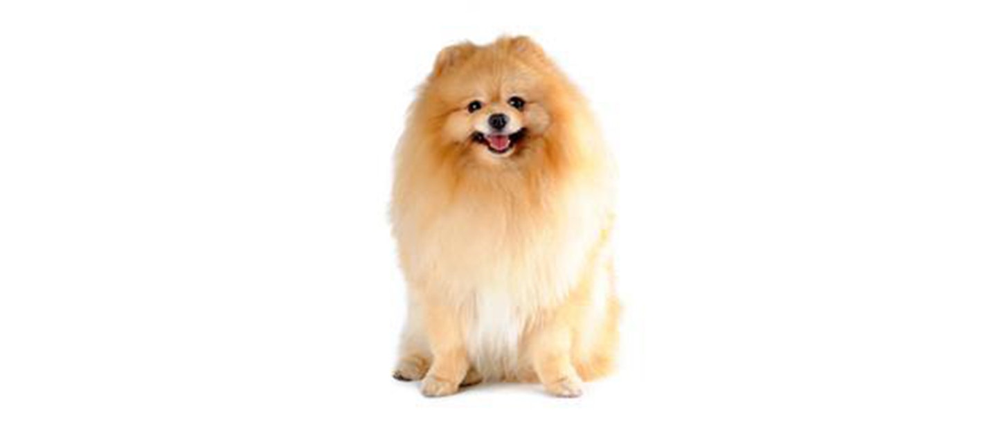 Pomeranian