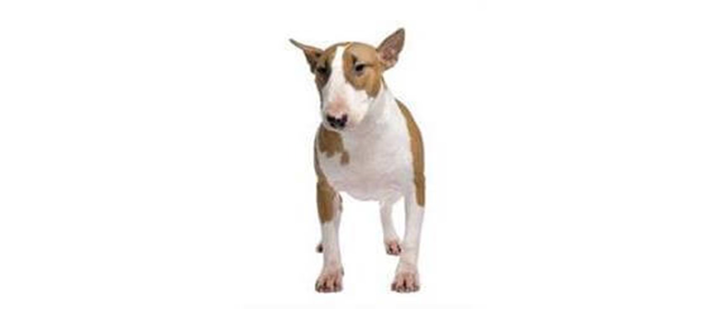 Bull Terrier