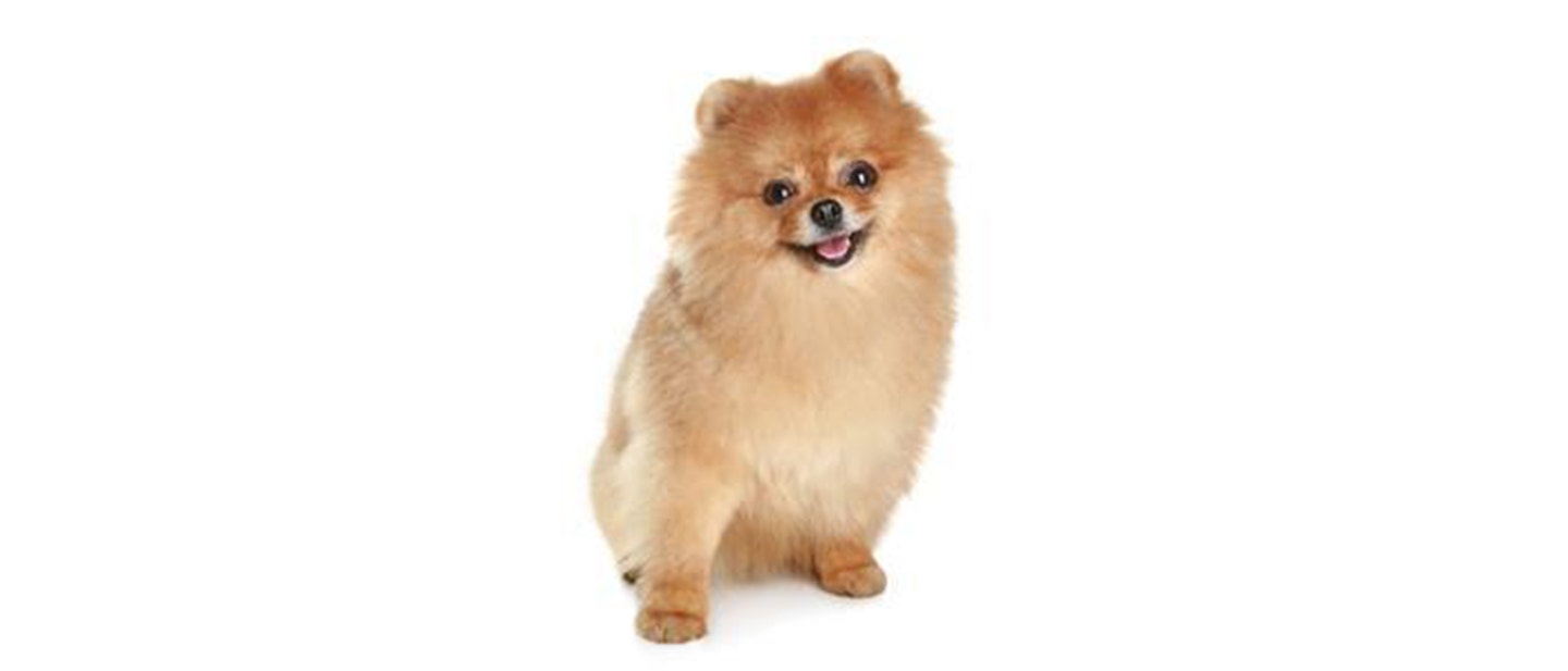 Japanese Spitz