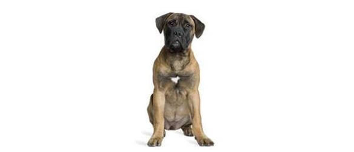 Bullmastiff
