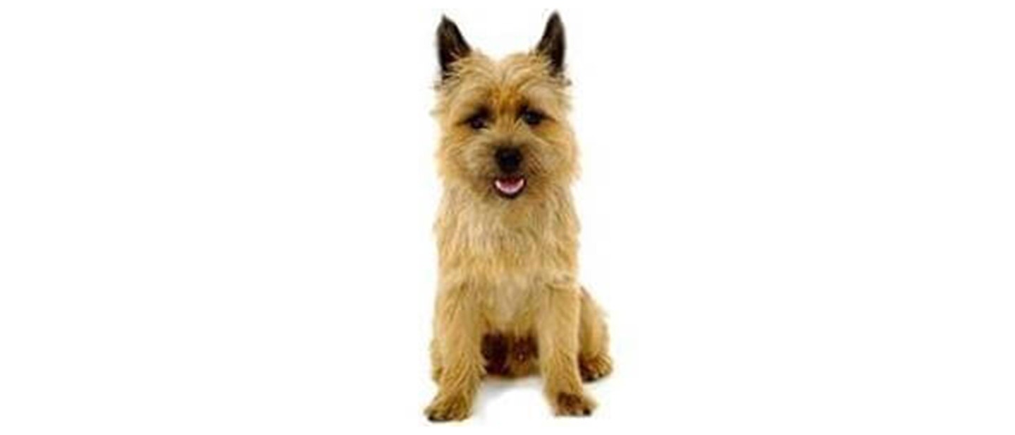 Cairn Terrier