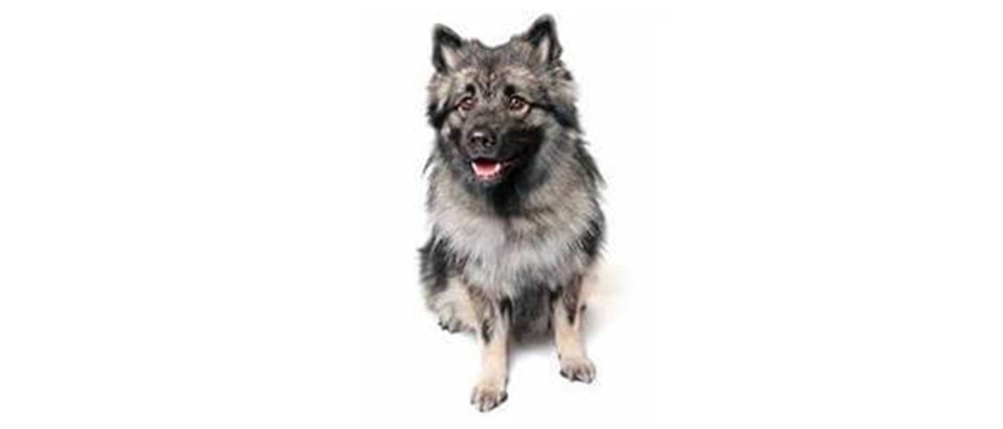 Keeshond
