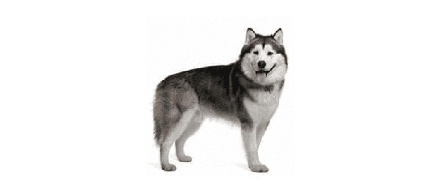 Alaskan Malamute