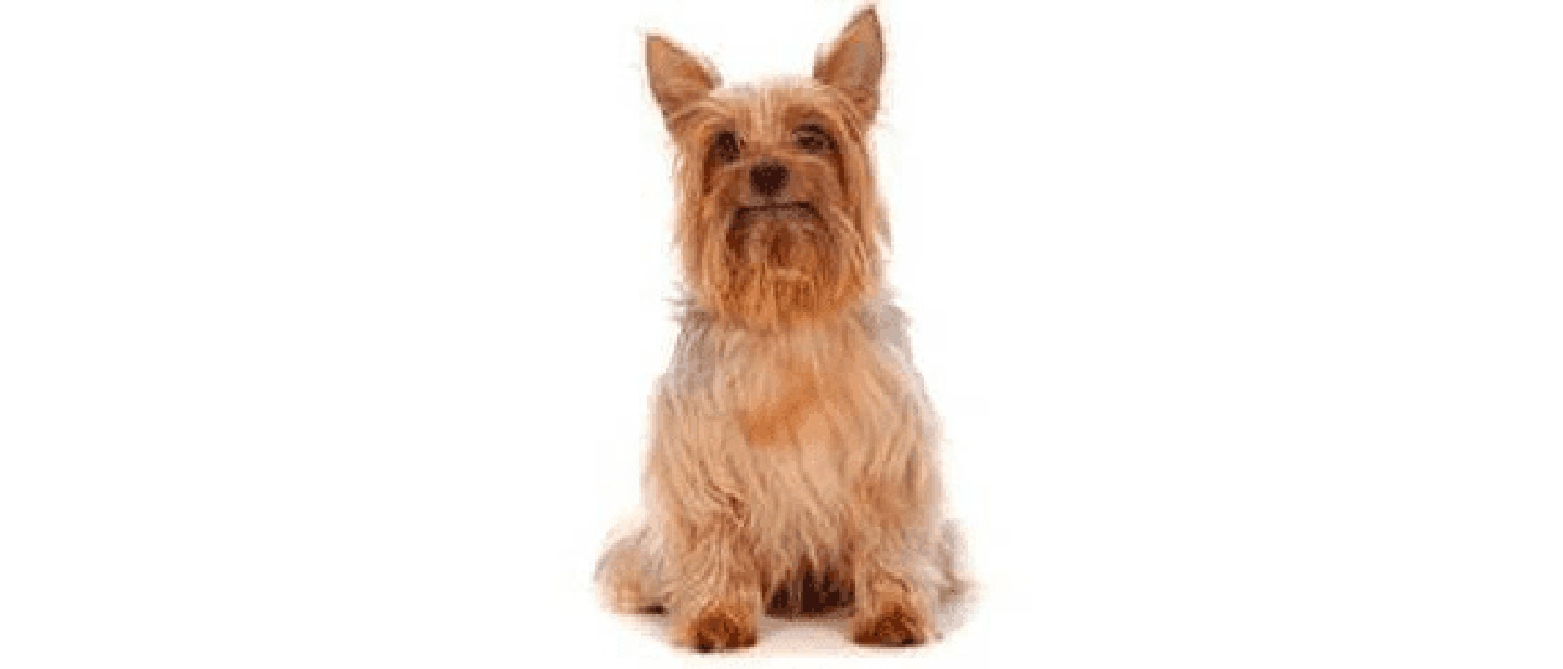Australian Silky Terrier