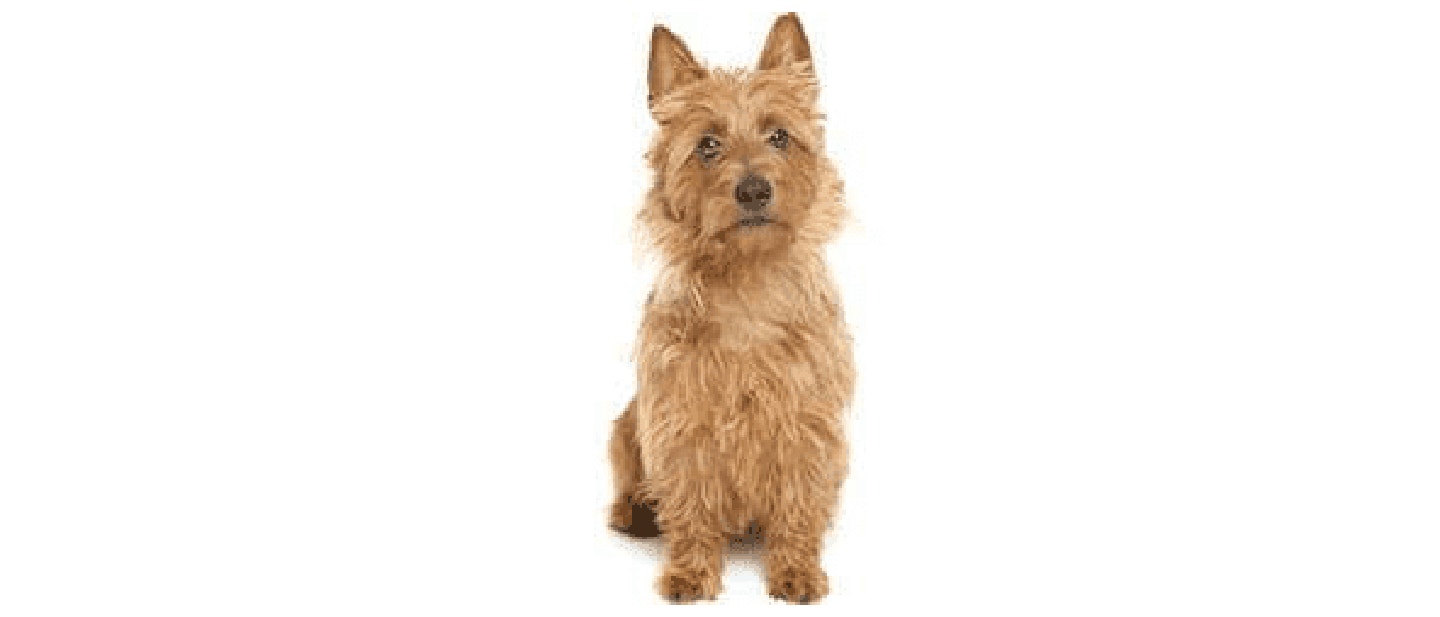 Australian Terrier