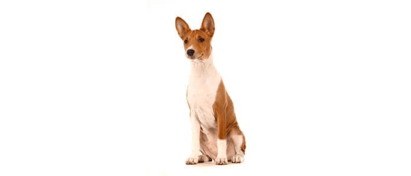 Basenji