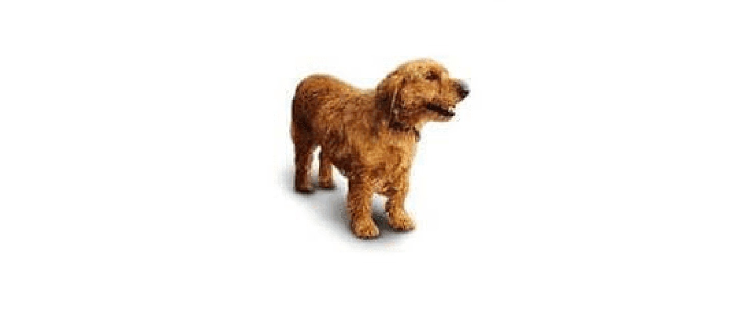 Basset Fauve De Bretagne