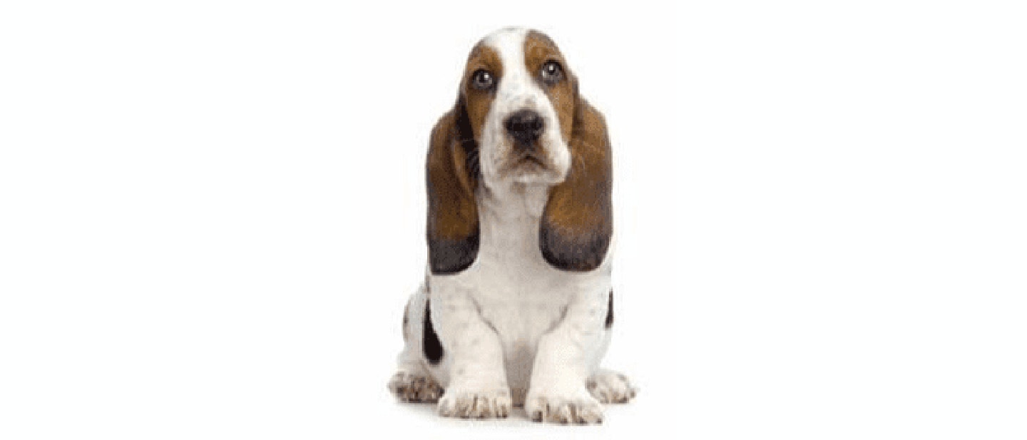 Basset Hound
