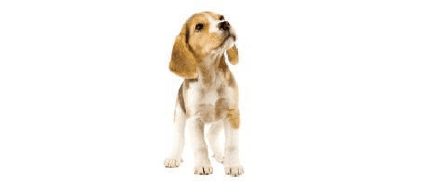 Beagle