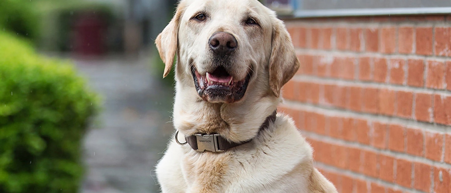 Your dog’s changing diet