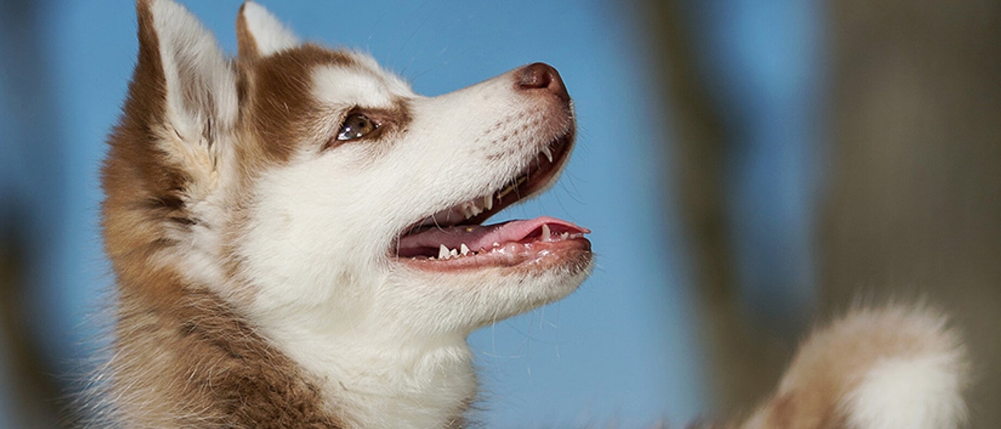 Stop your dog from digging