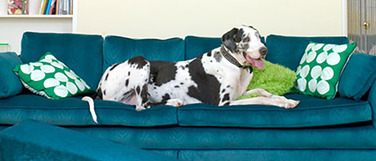 Clicker Training your Dog