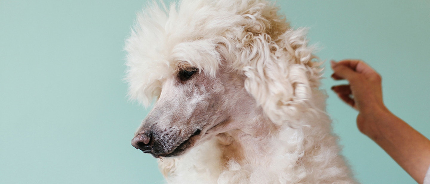 Preparing For Your New Puppy or Dog