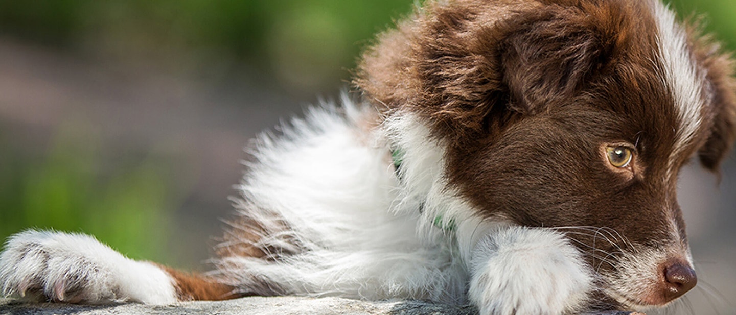 How to make dog training easier