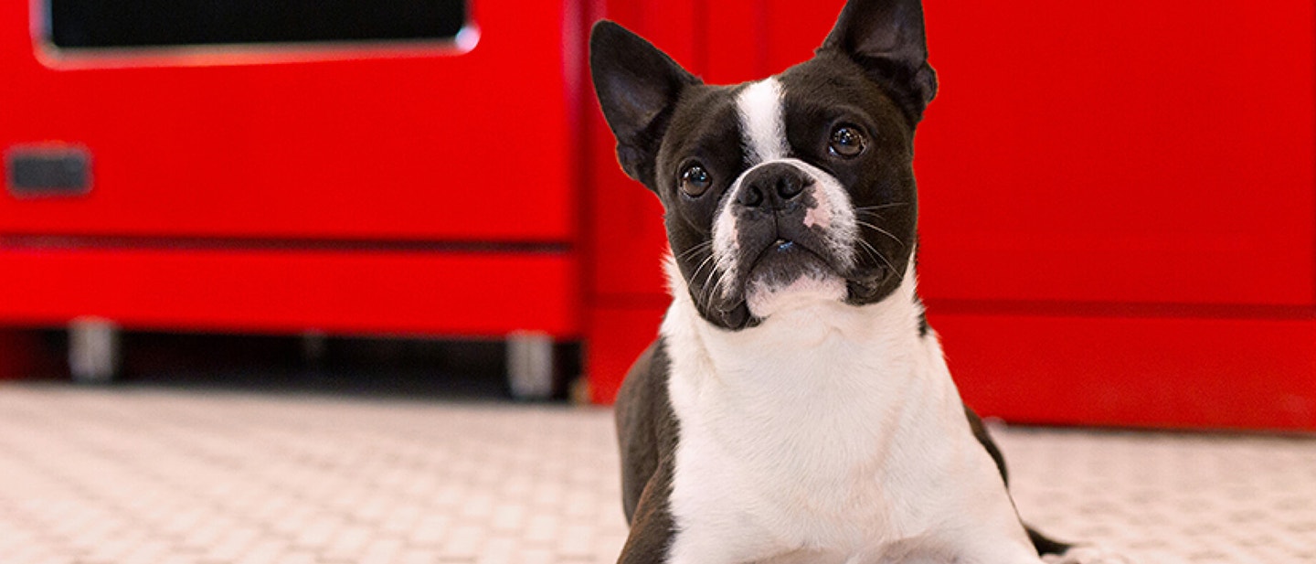 Training your dog to roll over