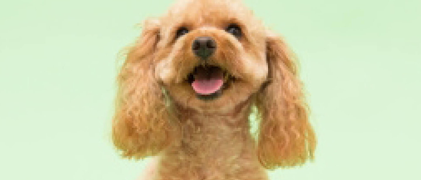 Train Your Dog To Shake Paws