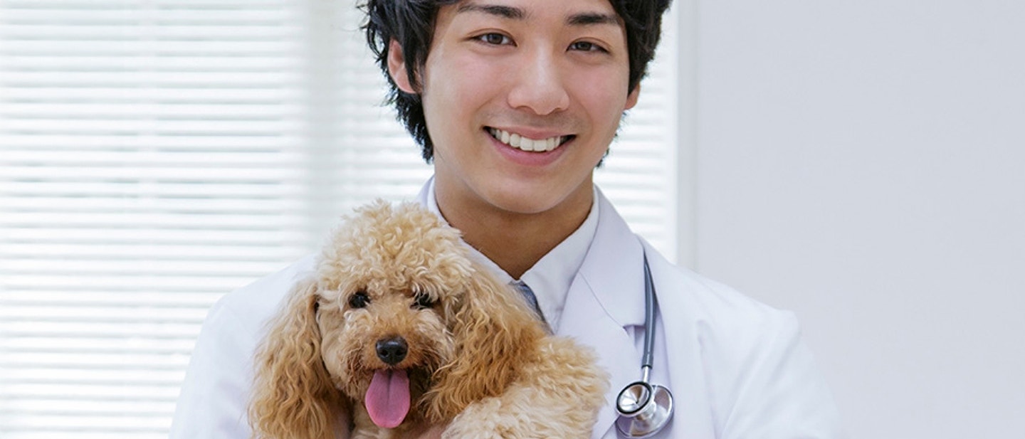 Train Your Dog To Close Doors