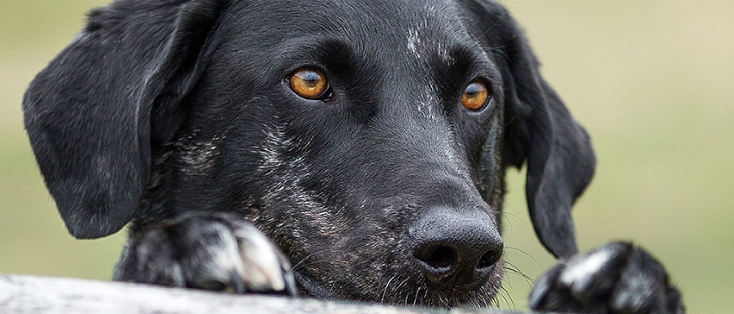 Doing agility training with your dog or puppy