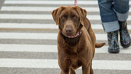 Help your dog understand you