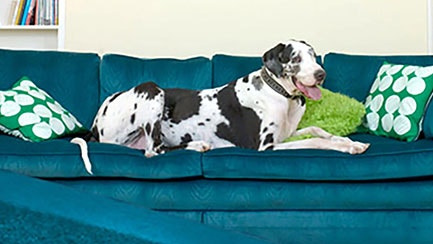 Clicker Training your Dog