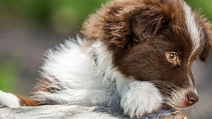 How to make dog training easier