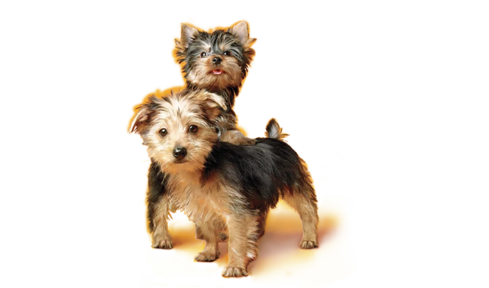 Caring Pedigree brand imagery