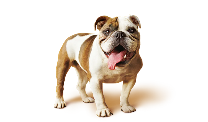 Feeding Your Dog Pedigree brand imagery