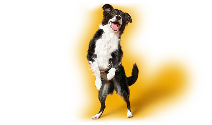 Pedigree imagery