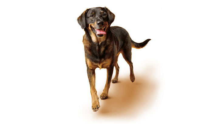 Lab-sheppard mix