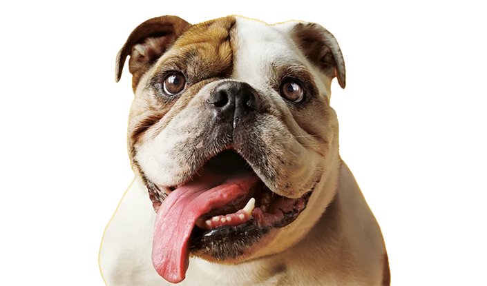 White and brown english bulldog with tongue hangin out