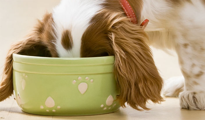 Woman with a dog in her arms