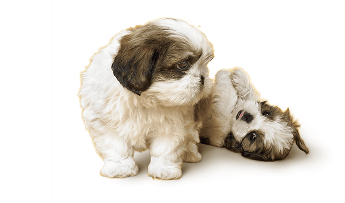 Puppy