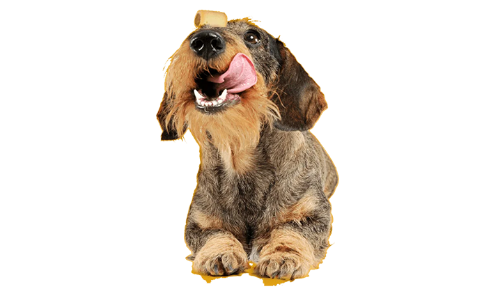 Grooming & Parasites