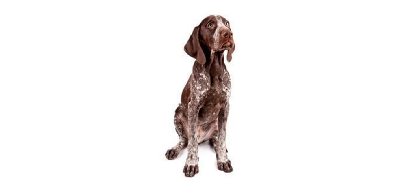 German Short-Haired Pointer | Small, Medium and Big Dog Breeds | PEDIGREE®