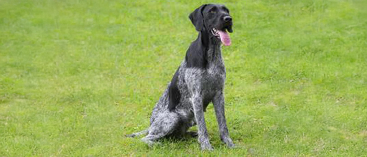 German Wirehaired Pointer | Small, Medium and Big Dog Breeds | PEDIGREE®