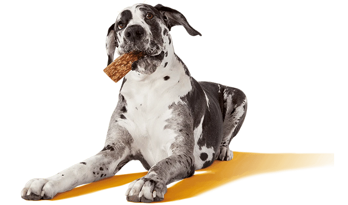 Black and white dog chewing a PEDIGREE treat
