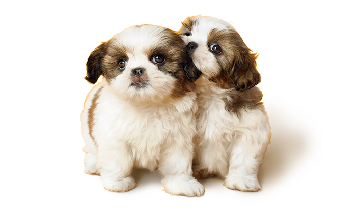 Early days with your dog